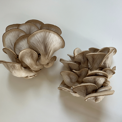 Blue Oyster Mushroom Kit