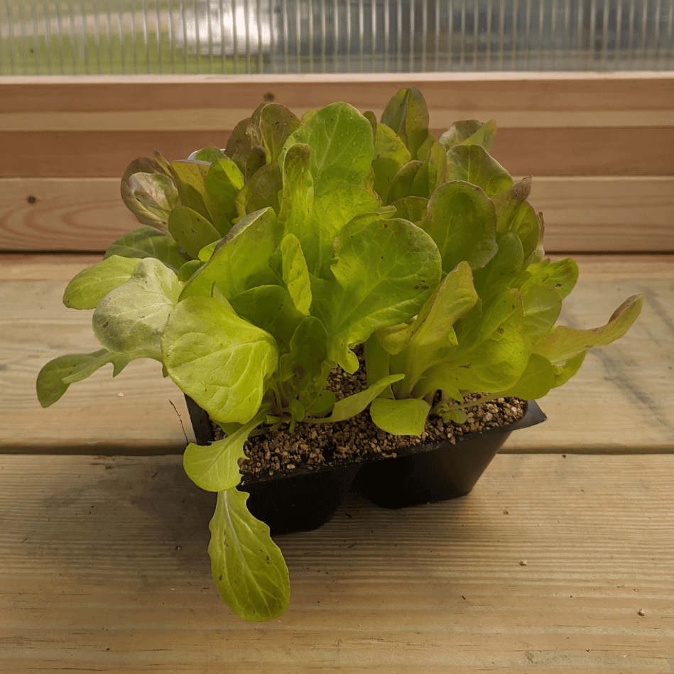 Blushed Butter Oak Lettuce Seedlings