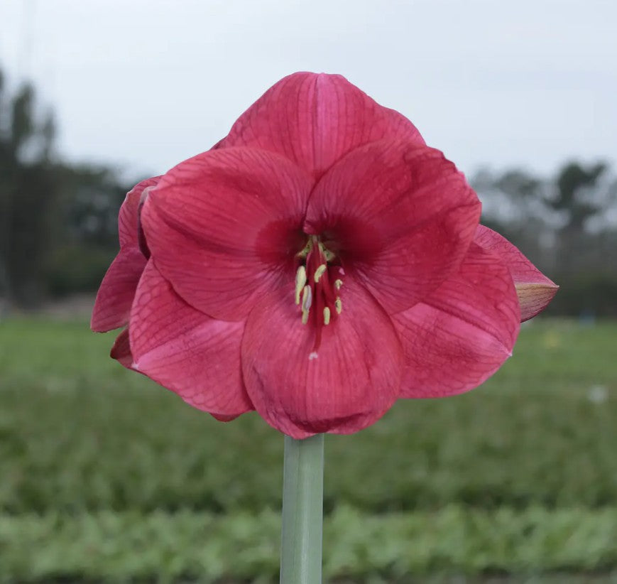 Potted Amaryllis &