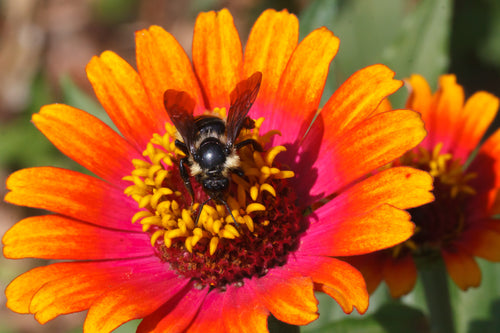 Bombus citrinus.jpg__PID:700f9b38-a43f-45b2-acd5-0f2d8a28de48