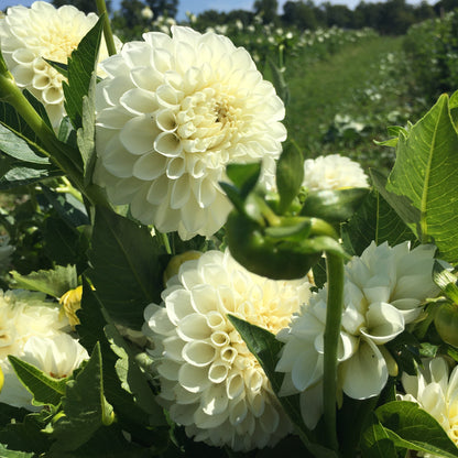 Boom Boom White Dahlia Tuber