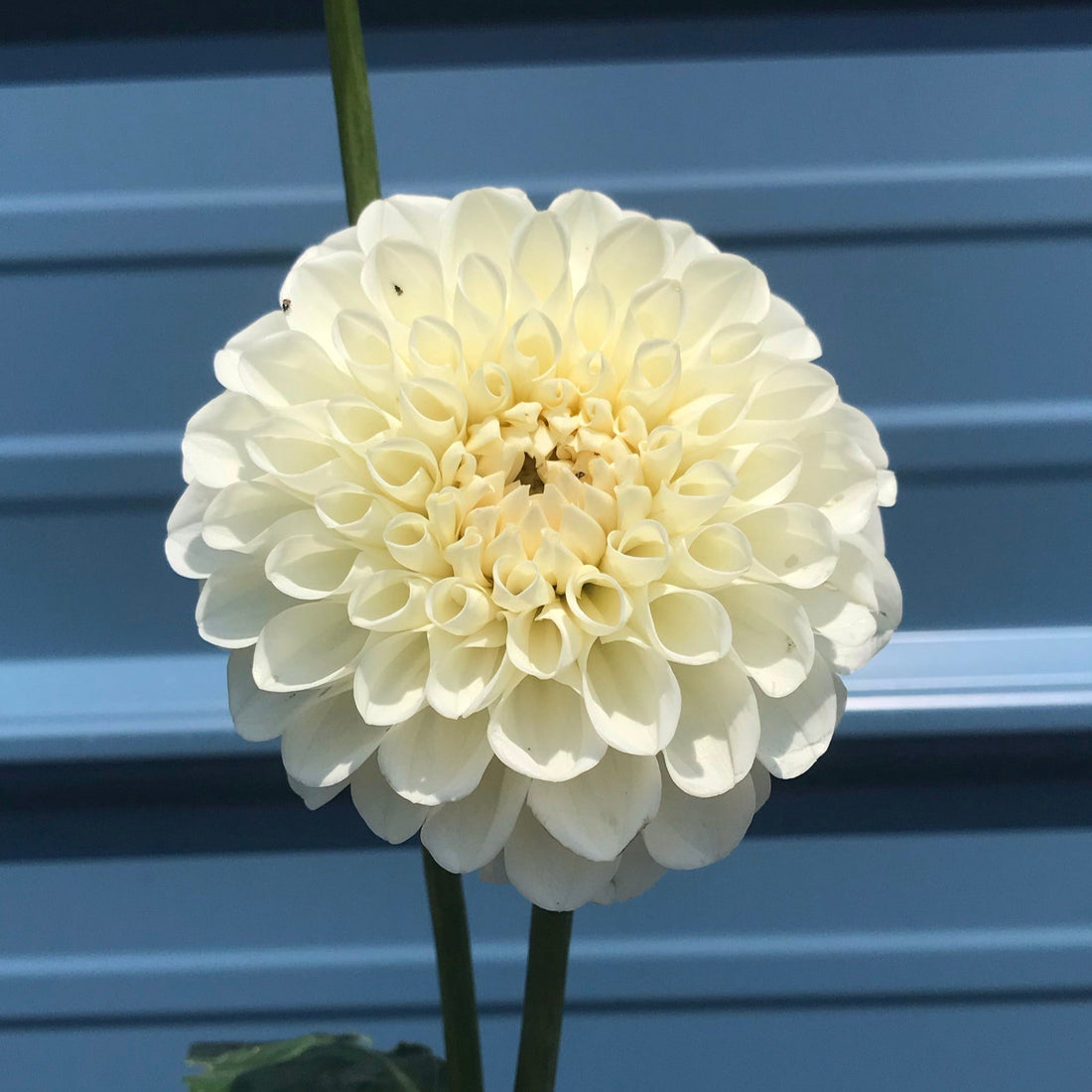 Boom Boom White Dahlia Tuber