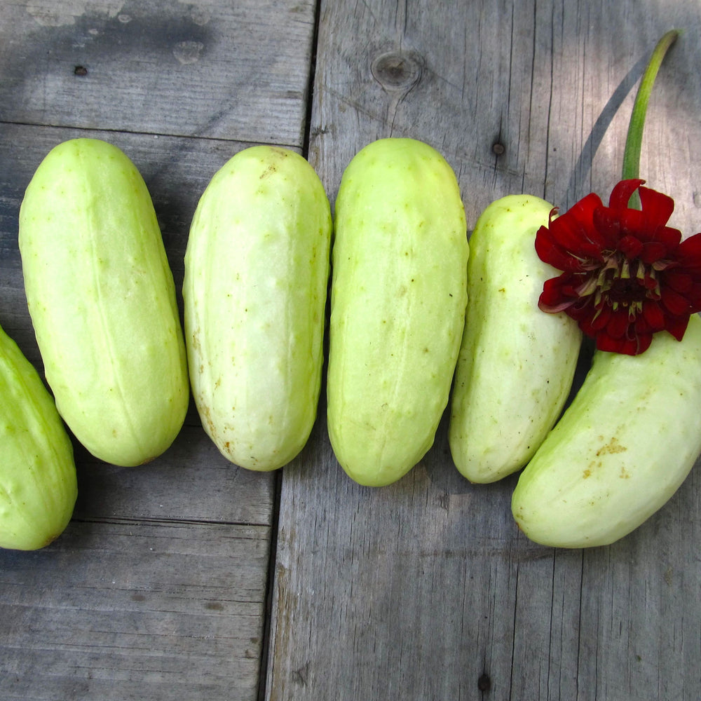 Boothby's Blonde Cucumber