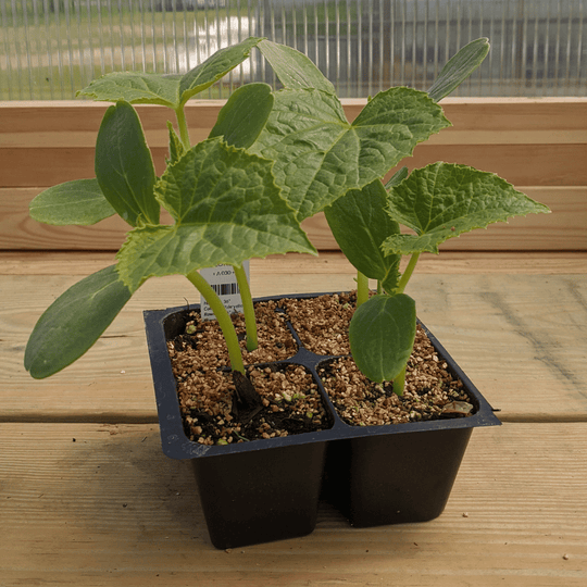 Boothby's Blonde Cucumber Seedlings