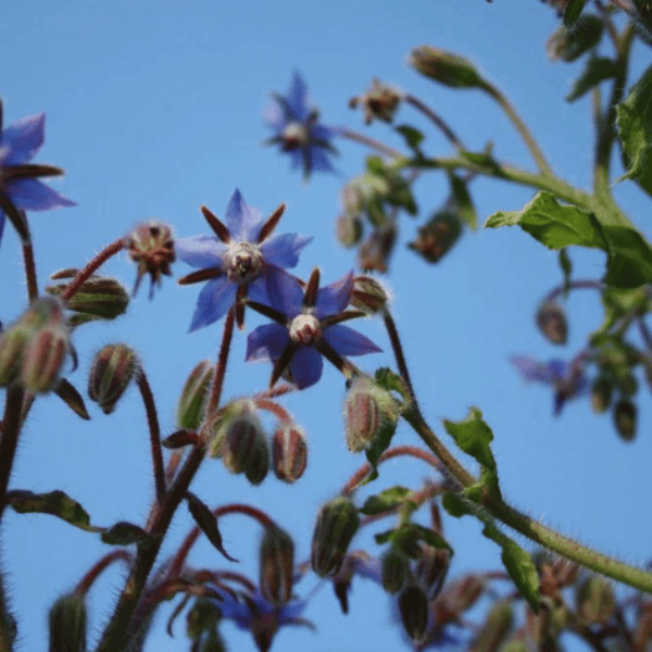 Borage