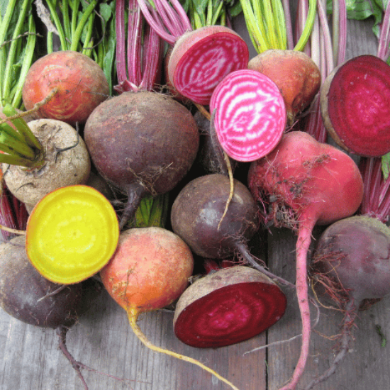 Brilliant Beet Blend Organic Seeds – Hudson Valley Seed Company