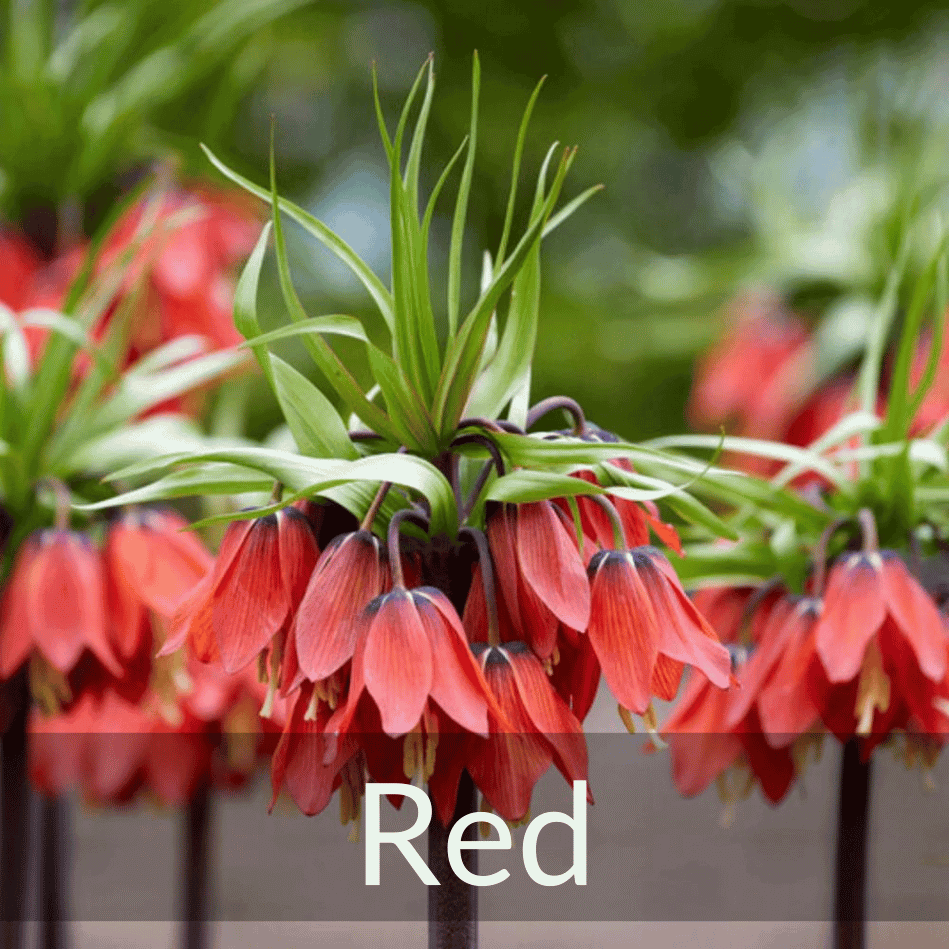 Bulb - Red (1).png__PID:b183cac7-a15c-4c3c-85d3-d1c923448e9d