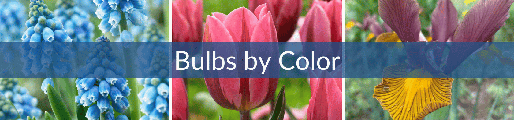 Bulbs by Color (2) (1).png__PID:586ca663-addc-4c0d-9198-01b7906bb45e