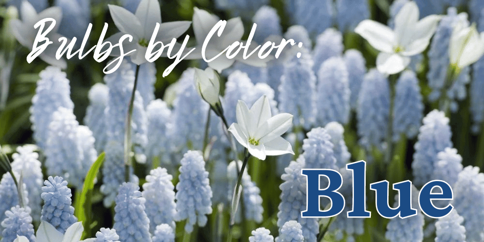 Bulbs by Color Blue Mobile (1).png__PID:747cf9ae-1853-4adb-bcef-b1abf2b32a0a