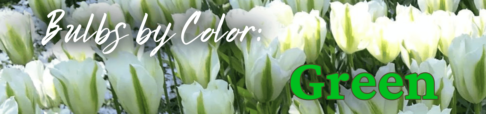 Bulbs by Color Green (1).png__PID:f2b32a0a-a552-4ead-970f-3593501d873b