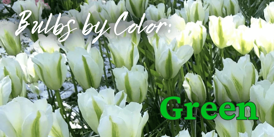 Bulbs by Color Green Mobile (1).png__PID:2a0aa552-5ead-470f-b593-501d873b611a