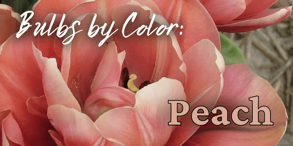 Bulbs by Color Peach Mobile (1).png__PID:6340d235-c935-449b-a92e-4da7c773b997