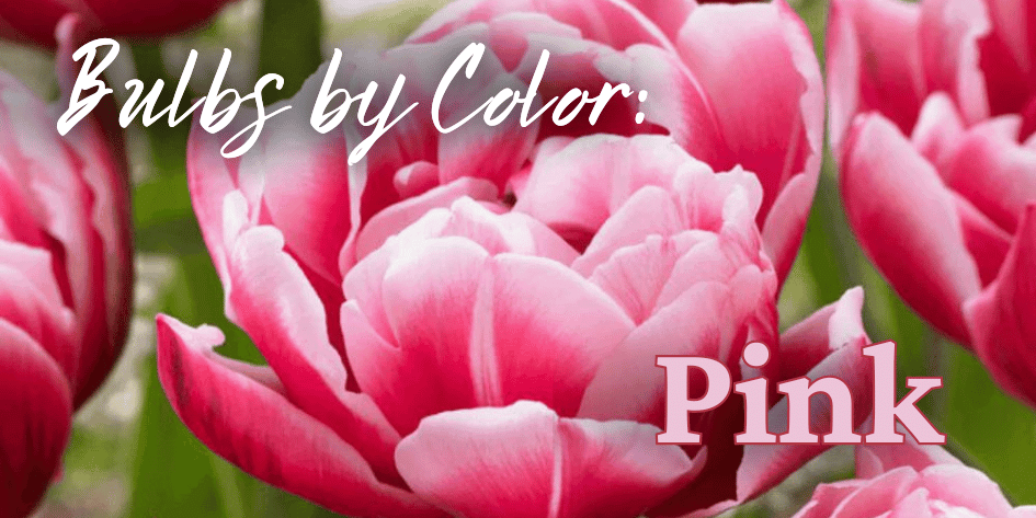 Bulbs by Color Pink Mobile (1).png__PID:2e4da7c7-73b9-478a-9412-3202878734fa