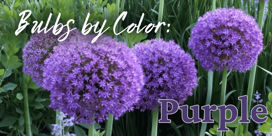 Bulbs by Color Purple Mobile (2).png__PID:12320287-8734-4a84-9b74-7cf9ae18539a