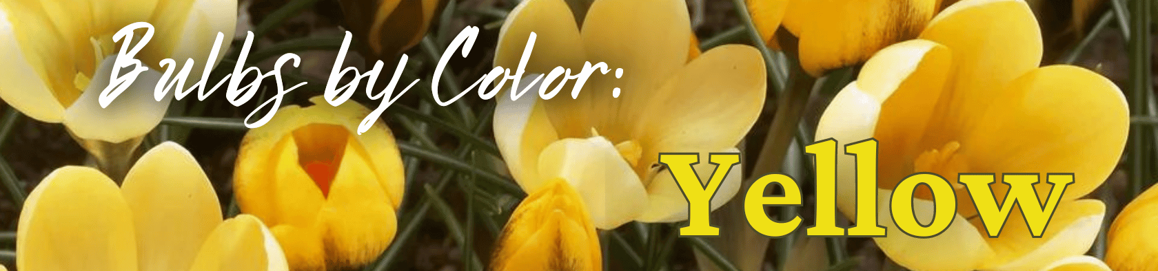 Bulbs by Color Yellow (1).png__PID:0f359350-1d87-4b61-9aa3-9bf667b8879e