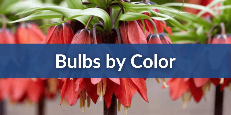 Bulbs by color (1).png__PID:6f15586c-a663-4ddc-ac0d-919801b7906b