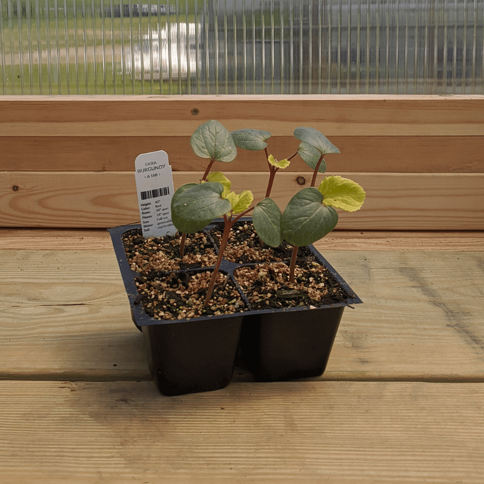 Burgundy Okra Seedlings