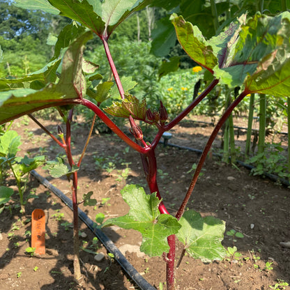 Burgundy Okra Seedlings