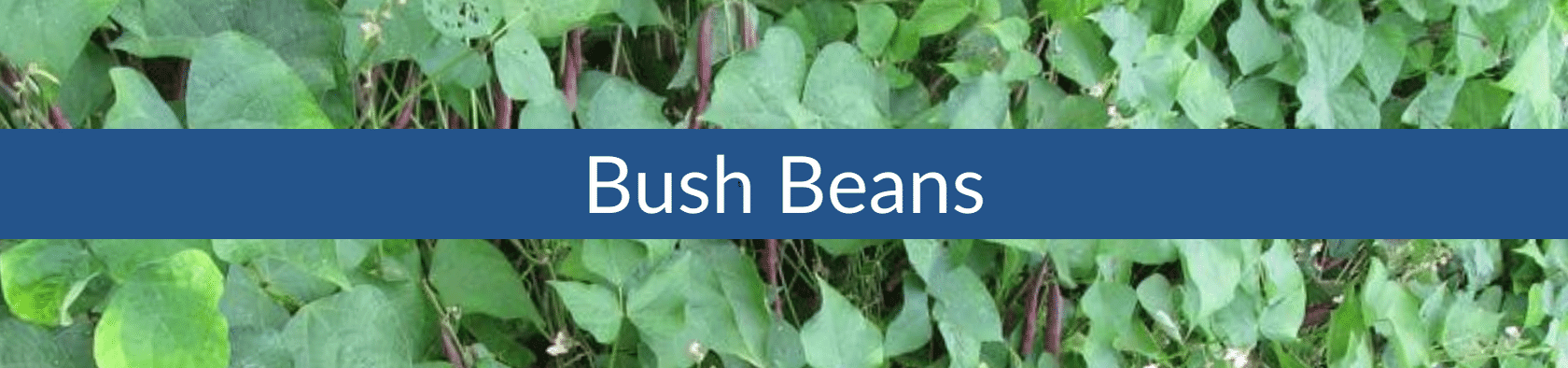 Bush Bean (1).png__PID:d3db700f-3d68-4476-ba0d-0ff3bb6fb453