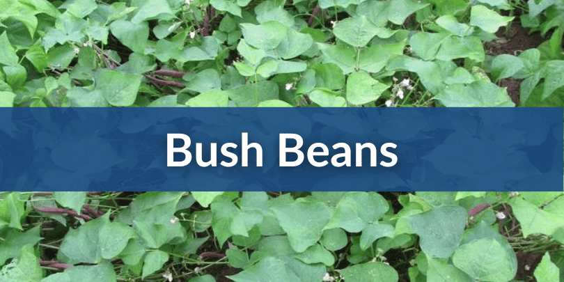 Bush Beans Mobile (1).png__PID:b455d3db-700f-4d68-b476-3a0d0ff3bb6f