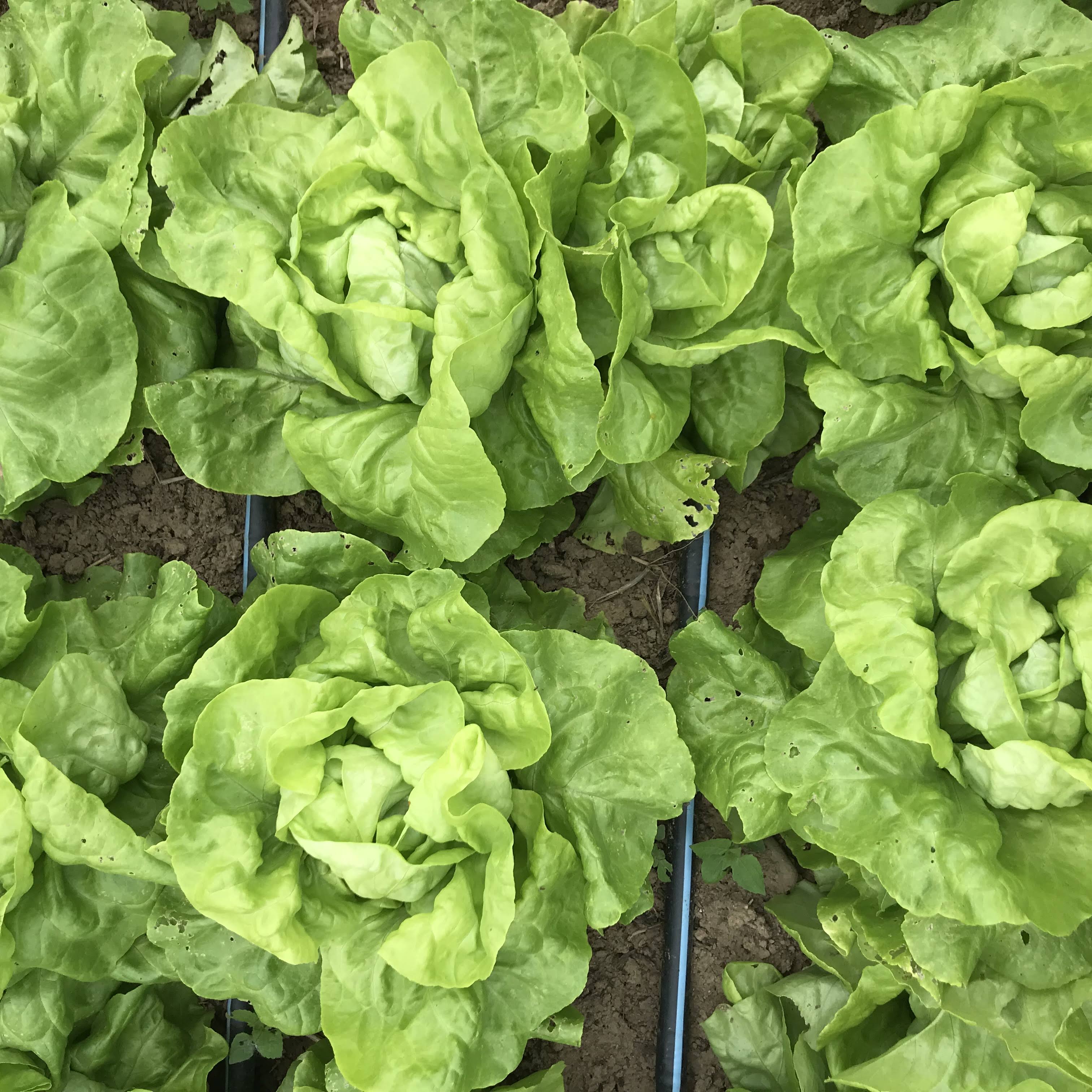 Buttercrunch Bibb Lettuce