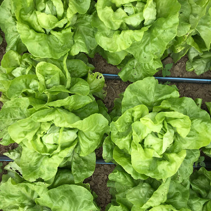 Buttercrunch Bibb Lettuce