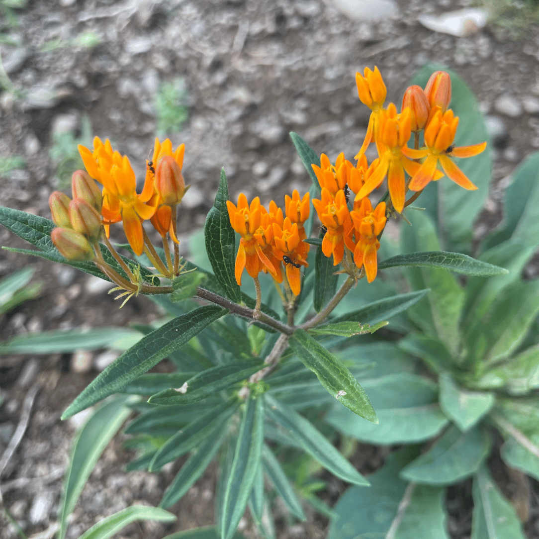 Northeast Native Wildflower Mix Seed Shaker