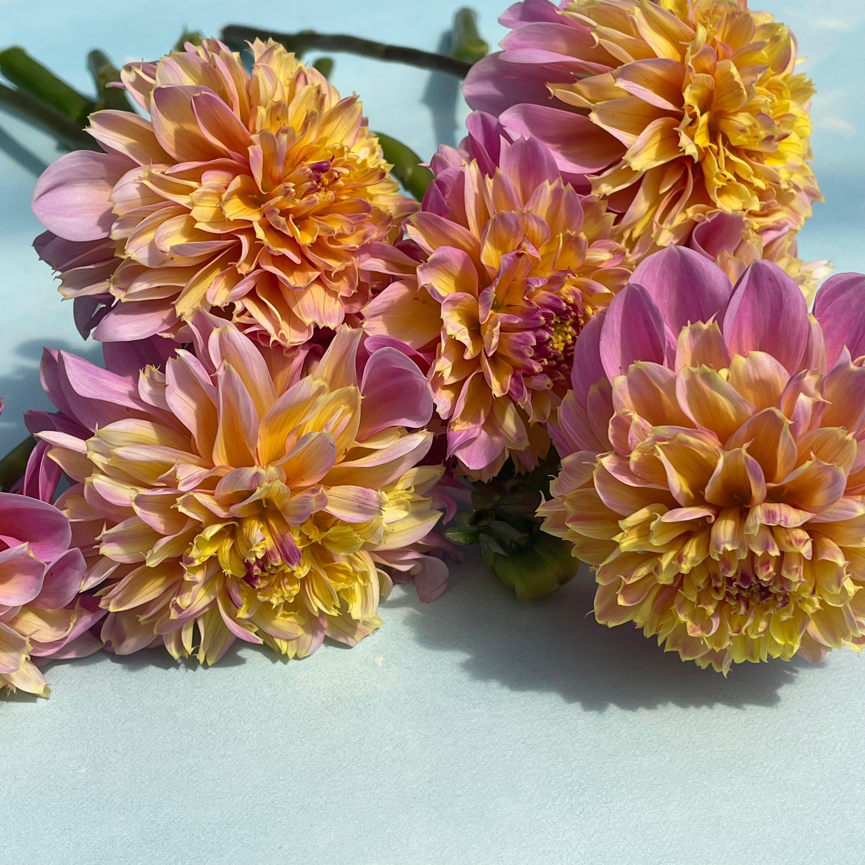 Lifestyle Dahlia Tuber