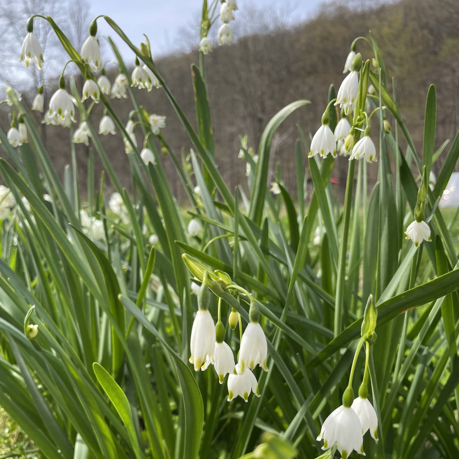 Summer Snowflake &