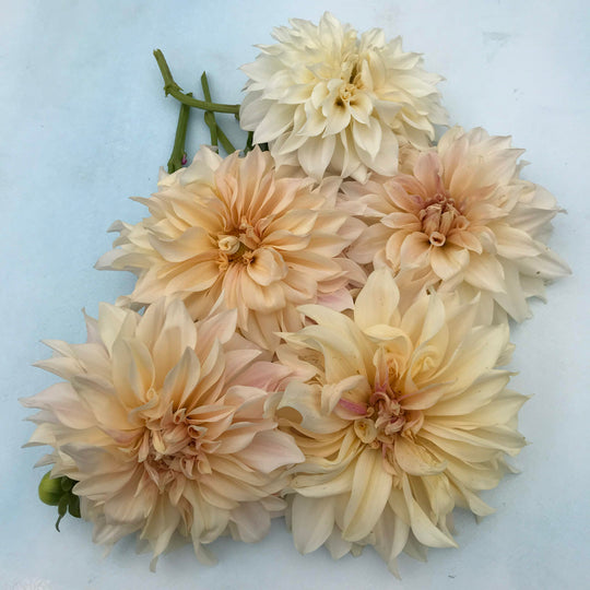 Cafe au Lait Dahlia