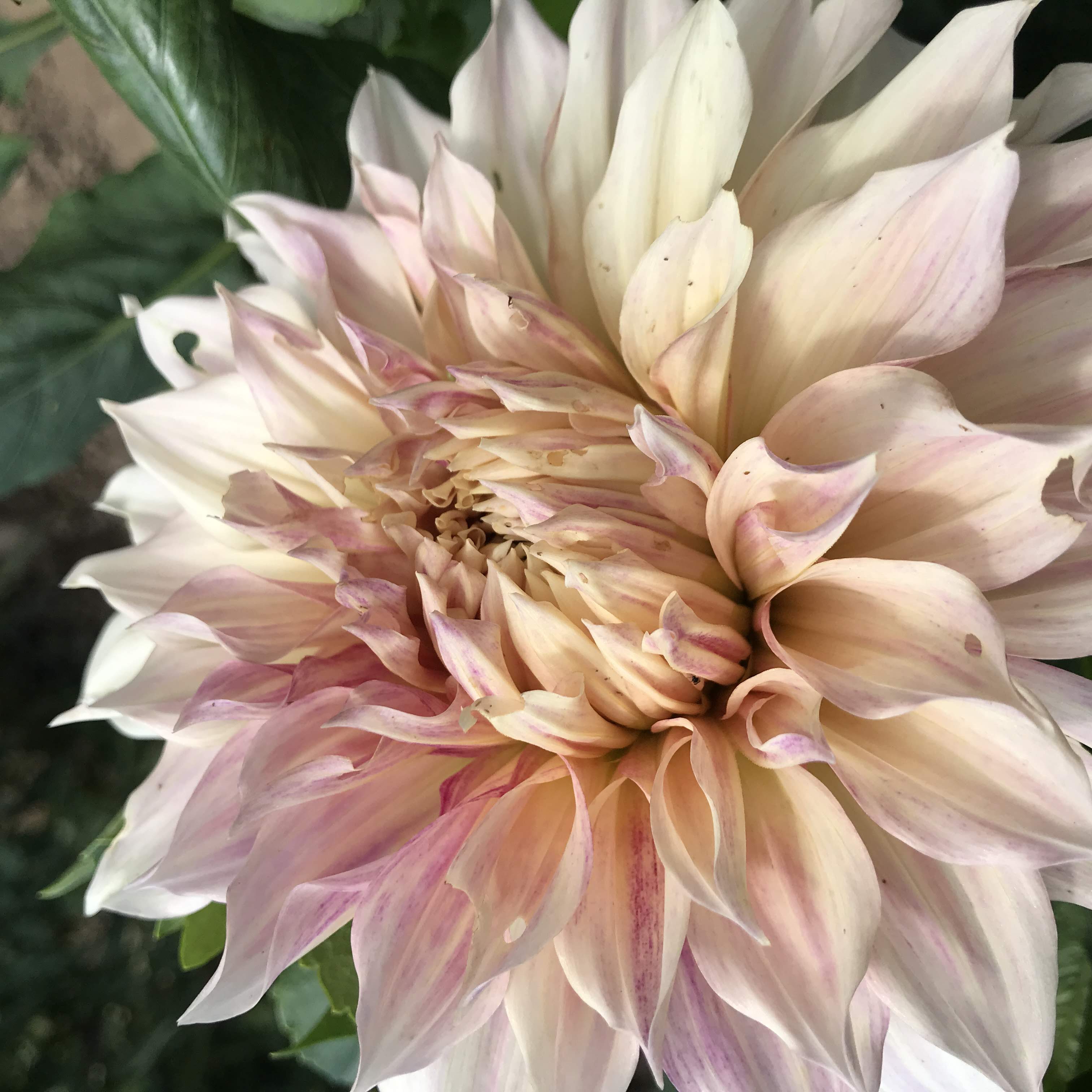 Cafe au Lait Dahlia Tuber