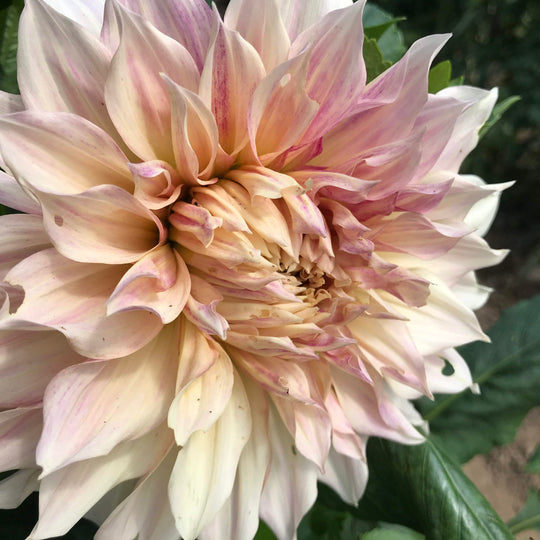 Cafe au Lait Dahlia