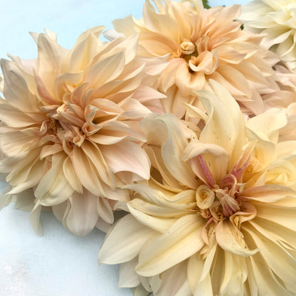 Cafe au Lait Dahlia Tuber