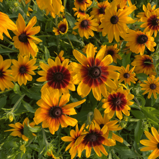 Campfire Rudbeckia