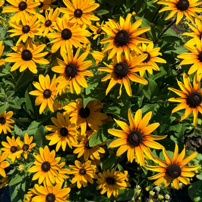 Campfire Rudbeckia