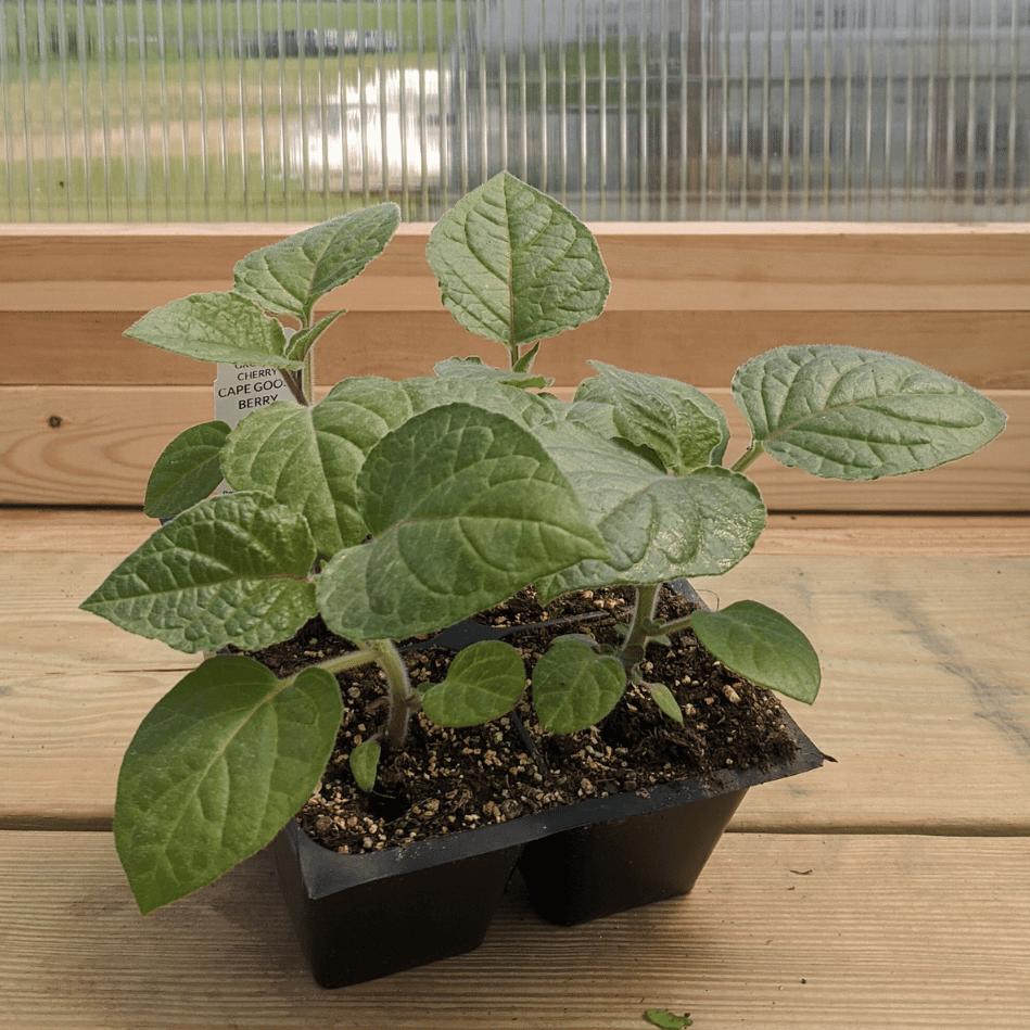 Cape Gooseberries Seedlings