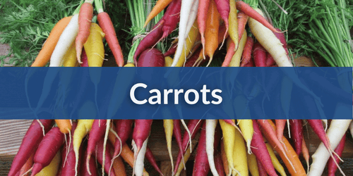 Carrots – Hudson Valley Seed Company