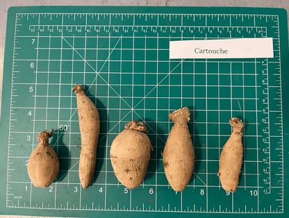 Cartouche Dahlia Tuber