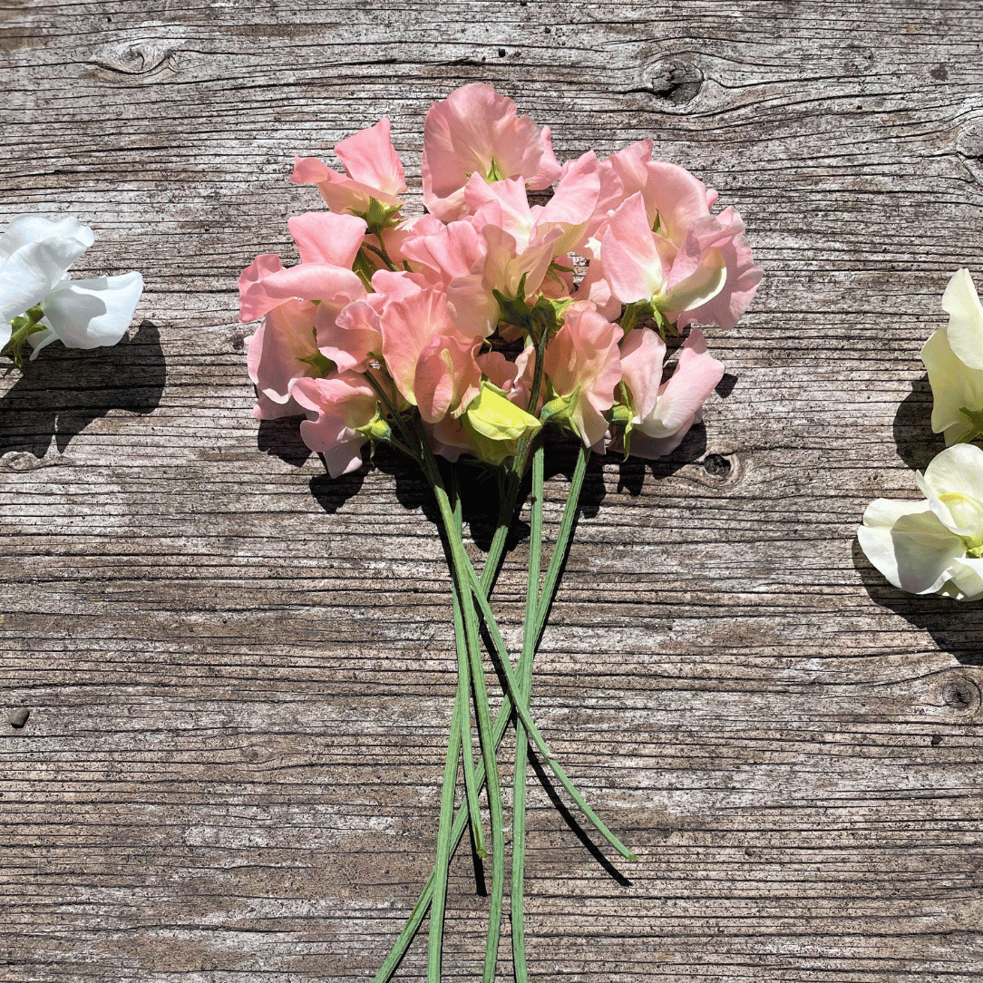 Castlewellan Sweet Pea