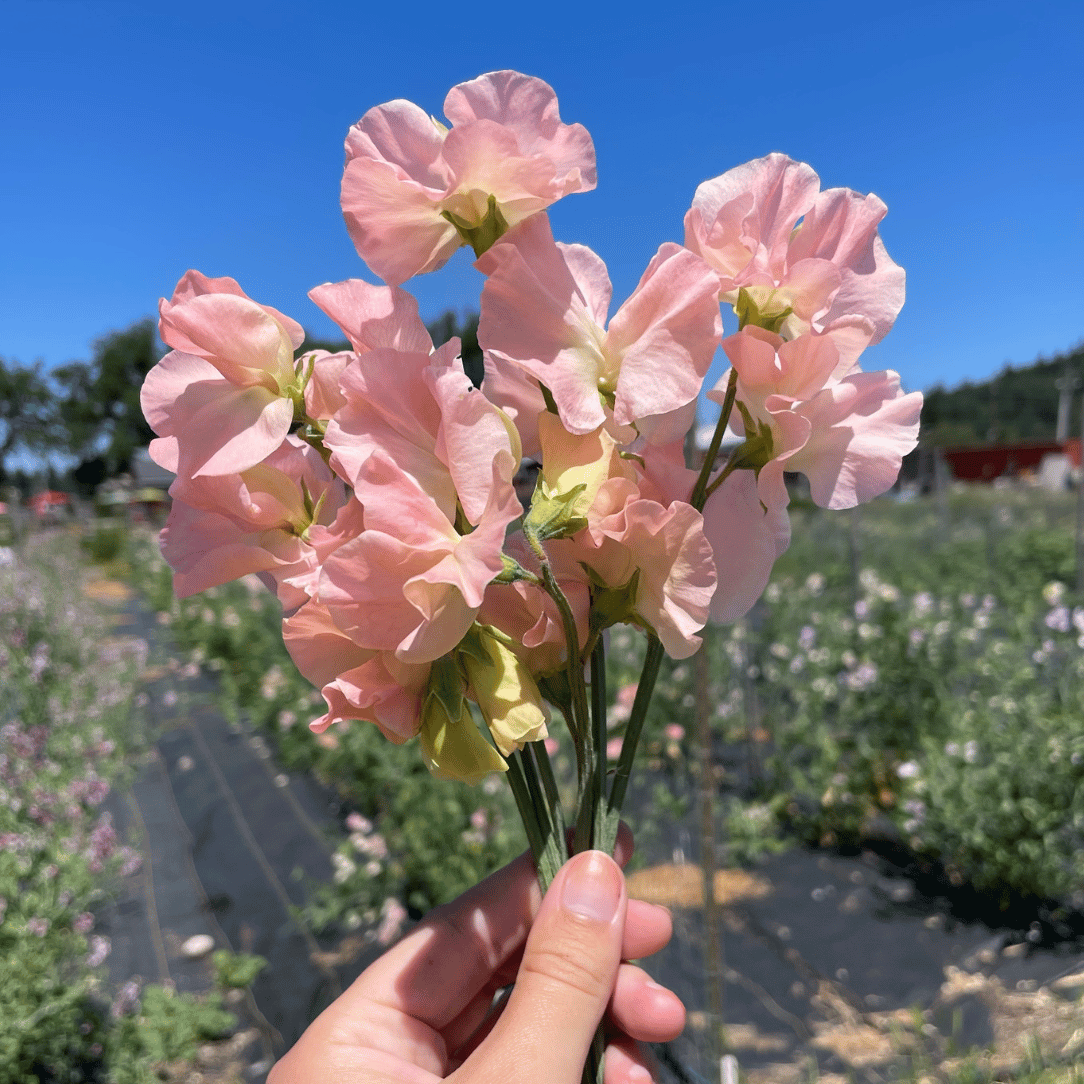 Castlewellan Sweet Pea