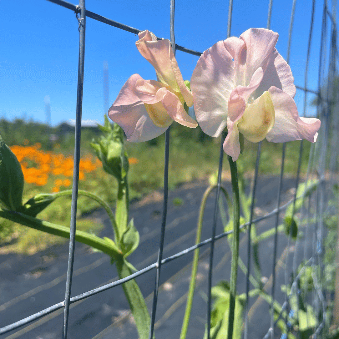 Castlewellan Sweet Pea