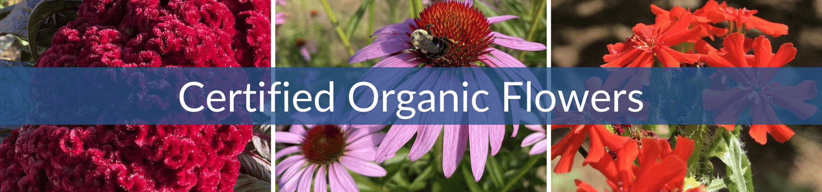 Certified Organic Flowers (1).png__PID:624a94bf-b4ff-4a26-9dfa-b48471954062