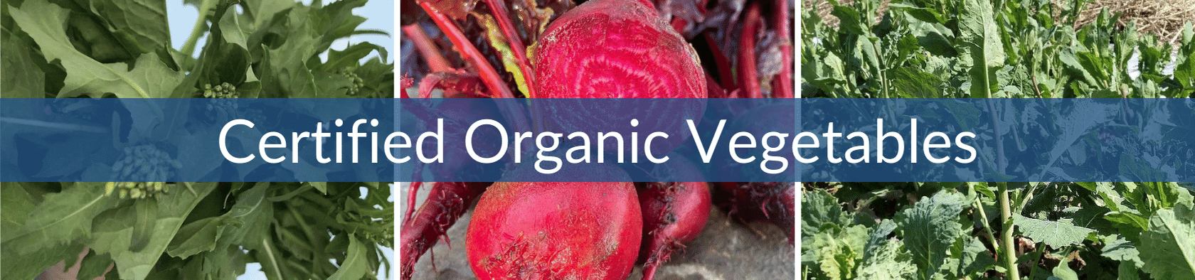 Certified Organic Vegetables (1) (1).png__PID:beb9d787-b256-41b0-8557-0920ecfdb48c