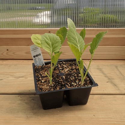 Champion Collards Seedlings