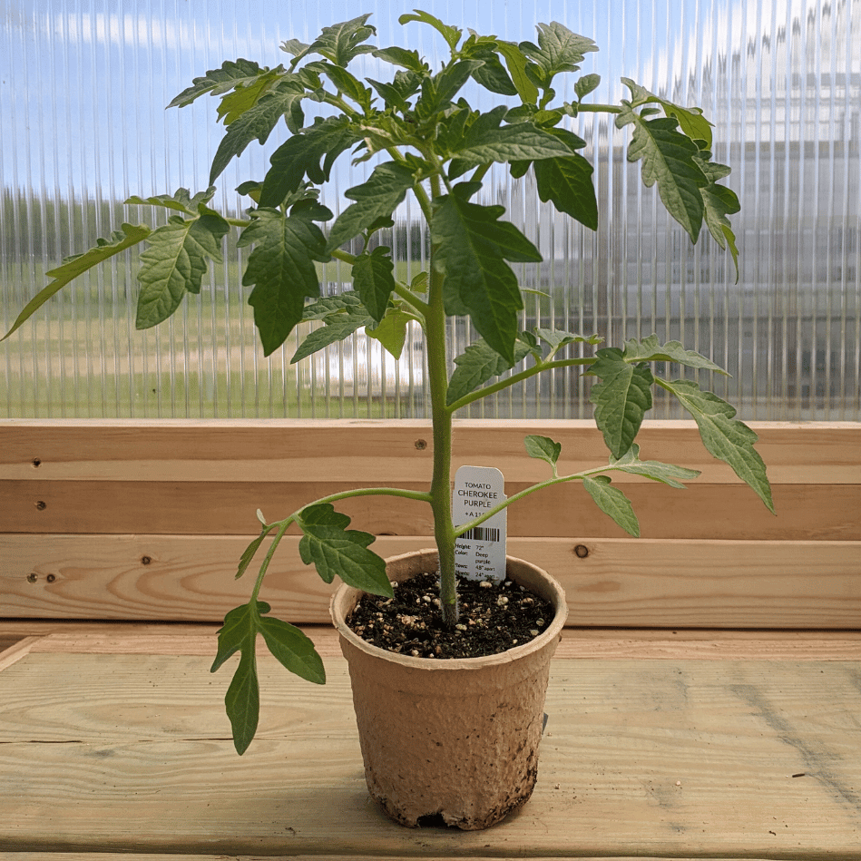 Cherokee Purple Tomato Seedlings