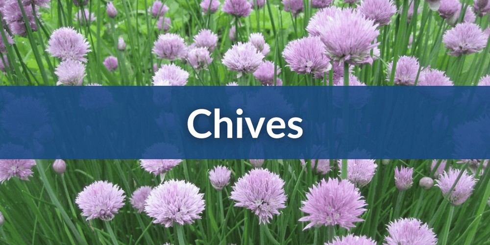 Chives – Hudson Valley Seed Company