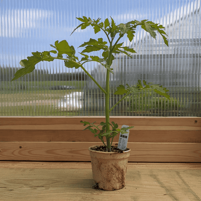 Chocolate Cherry Tomato Seedlings