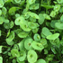 Fresh Claytonia greens from Hudson Valley Seed Co. Winter Greens Mix, vibrant leafy vegetables for salads and cooking.