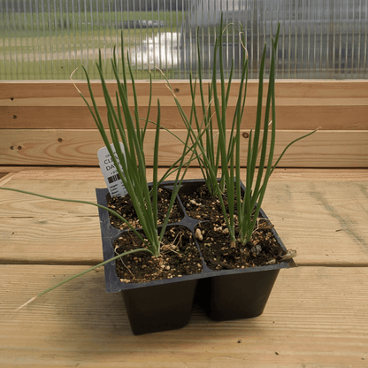 Clear Dawn Onion Seedlings