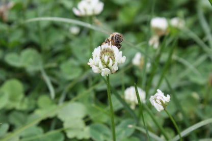 White Clover Cover Crop